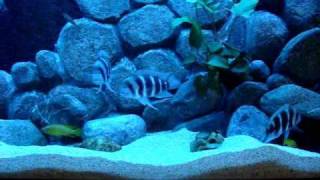 Voted Best African Tanganyika Cichlids Aquarium [upl. by Amerigo959]