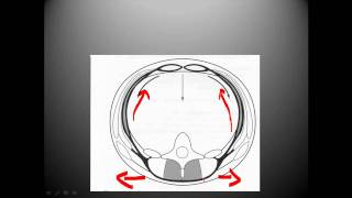 Thoracolumbar fascia biomechanics [upl. by Fagan252]