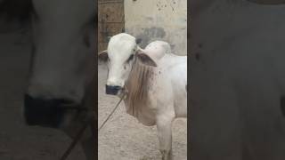 Qubani Qurbani  Mavashi Mandi  qurbanistatus allahuakbar [upl. by Kenaz34]