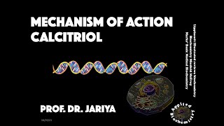 MECHANISM OF ACTION CALCITRIOL [upl. by Ttam]