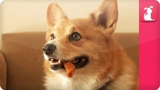 Yogi the Crazy Corgi  Pet Sense [upl. by Golliner531]