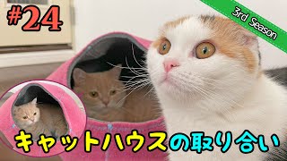 ＜3rd＞24 新しいキャットハウス【短足マンチカン・スコティッシュフォールド】 [upl. by Yelknirb]