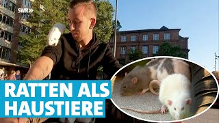 Ratten in der Fußgängerzone Marco und Jana gehen mit ihren Haustieren spazieren [upl. by Azaleah]