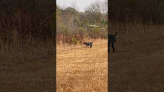 Hunting German wirehaired pointer locks up on quail [upl. by Liatris811]