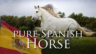 Pure Spanish Horse [upl. by Ryan]