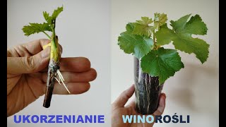 Winorośl  ukorzenianie quotw krainie czarówquot [upl. by Skantze]