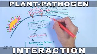 Plant Pathogen Interaction  Signalling [upl. by Faith]