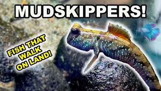 MUDSKIPPERS Tank Setup and Care [upl. by Flore]