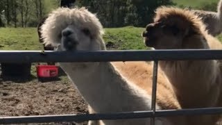 Llama screams then spits [upl. by Annabal]