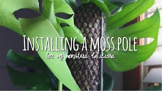 how to install a moss totem 🌵  monstera deliciosa houseplant support 🌿 [upl. by Arlyn535]