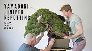 Repotting a 300 Year Old Yamadori Juniper Bonsai  BonsaiU [upl. by Yelsha]