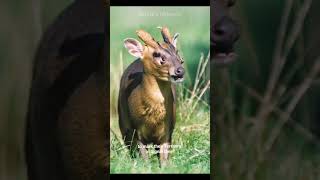 Looks Like A Alien Deer  Muntjac Deer [upl. by Naujad490]