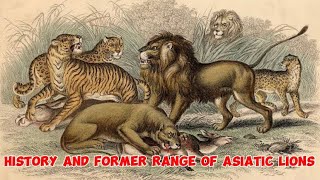 History of Lions in Asia Short documentary [upl. by Yleve]