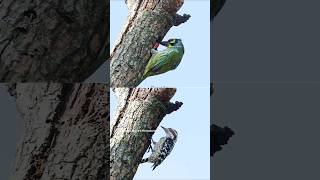 Coppersmith Barbet and Brown capped pygmy woodpecker working on the same nest hole birdvideos bird [upl. by Aicatsal594]