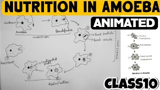 Nutrition In Amoeba  Life Processes  Class10 [upl. by Lladnyk]