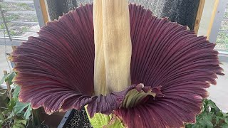 Amorphophallus titanum ‘Lupin’ opening day progression [upl. by Kingsbury]