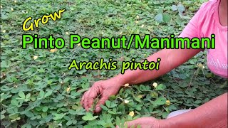 Growing Pinto peanutGrass peanutManimani  Arachis pintoi [upl. by Westhead]