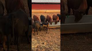 Feeding weaned calves day 7 [upl. by Aleafar76]