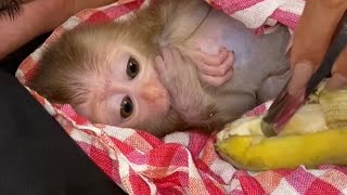 WOW Baby monkey and mom look so sweet [upl. by Emirac]