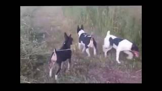 Rat Terrier Hunting Video [upl. by Eiramait]