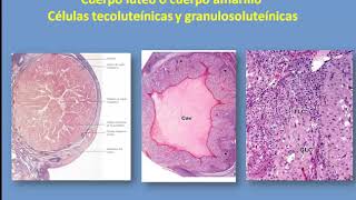 Femenino II Cuerpo Lúteo y trompas uterinas [upl. by Hassadah94]