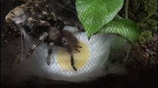 Nhando cromatus  Brazilian red and white  producing her egg sac [upl. by Ecirtra637]