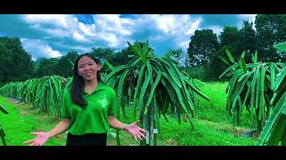 AgriBusiness Sector in Claveria Misamis Oriental [upl. by Alister326]