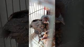 beautiful azan voice 💗viralvideo birds shortsvideo budgies hen [upl. by Richel]