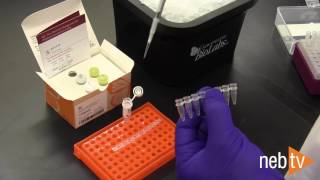 Troubleshooting tips for Q5 Site Directed Mutagenesis Kit [upl. by Burg]