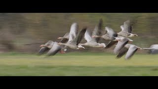 Biebrza le marais sauvage primé pour sa démarche naturaliste au festival de loiseau 2019 [upl. by Lezti]