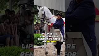 Lipizzans the Ballet Dancers of Horses [upl. by Nwahshar]