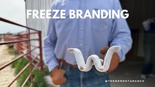 How to Freeze Brand a horse horse ranch branding [upl. by Joash543]