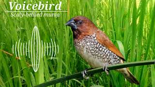 Relaxation of the water sound of the scaly breasted munia bird [upl. by Irby]