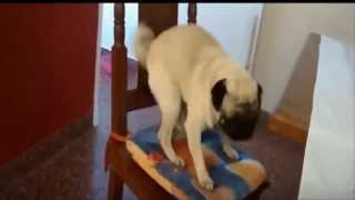 TOP 5 PERROS BAILANDO [upl. by Nilahs739]