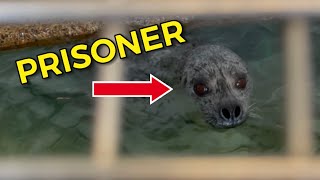 These Seals Are In Prison shorts [upl. by Arteid]