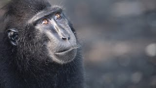 Black Crested Macaques in their morning routine 2 [upl. by Davis]