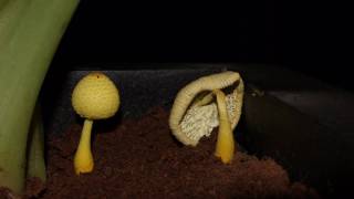 Mushroom time lapse  Life in 60 seconds [upl. by Fayina]