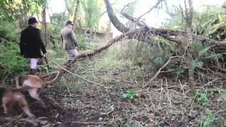 Quantock Staghounds terrify dog walkers and deer alike [upl. by Ynamad]