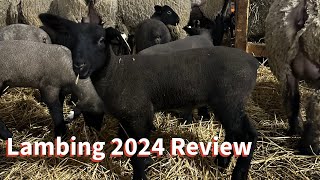 Lambing 2024 Recap What Went Wrong [upl. by Ailuj220]