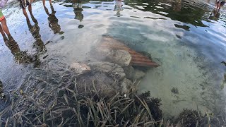 Napakaraming Nakatagong Isda sa Ilalim ng Batong Ito Pinalibotan ng Maraming Tao [upl. by Esikram]