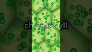 How Plants Make Their Own Food Chlorophyll NatureScience EducationalVideo [upl. by Robma621]