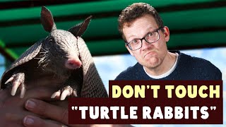 You Definitely Shouldnt Touch Armadillos [upl. by Adis]