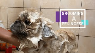 Grooming a Pekingese  Links Weekly Bath Routine [upl. by Annoyi]