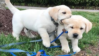 Top FUNNY PUPPIES That Will Make You Laugh Out Loud 😁 Funniest Animal Videos [upl. by Mosra]