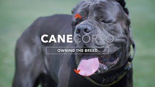 OWNING A CANE CORSO THE ULTIMATE CANINE PROTECTOR [upl. by Swords]