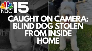 VIDEO Deaf dog stolen from inside Baldwin County womans home  NBC 15 WPMI [upl. by Annait]