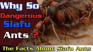 World Most Dangerous Siafu Ants  Do You Know The Facts About Siafu Ants [upl. by Ayak122]