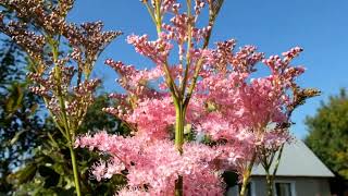 Лабазник красный «Венуста» Filipendula rubra Venusta [upl. by Rafferty]