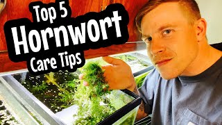 Beginner Care Hornwort Plant Guide [upl. by Popelka495]