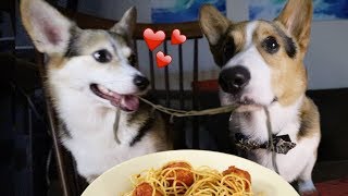 Real Life Romantic PUPPY Date from Lady and the Tramp [upl. by Sluiter679]